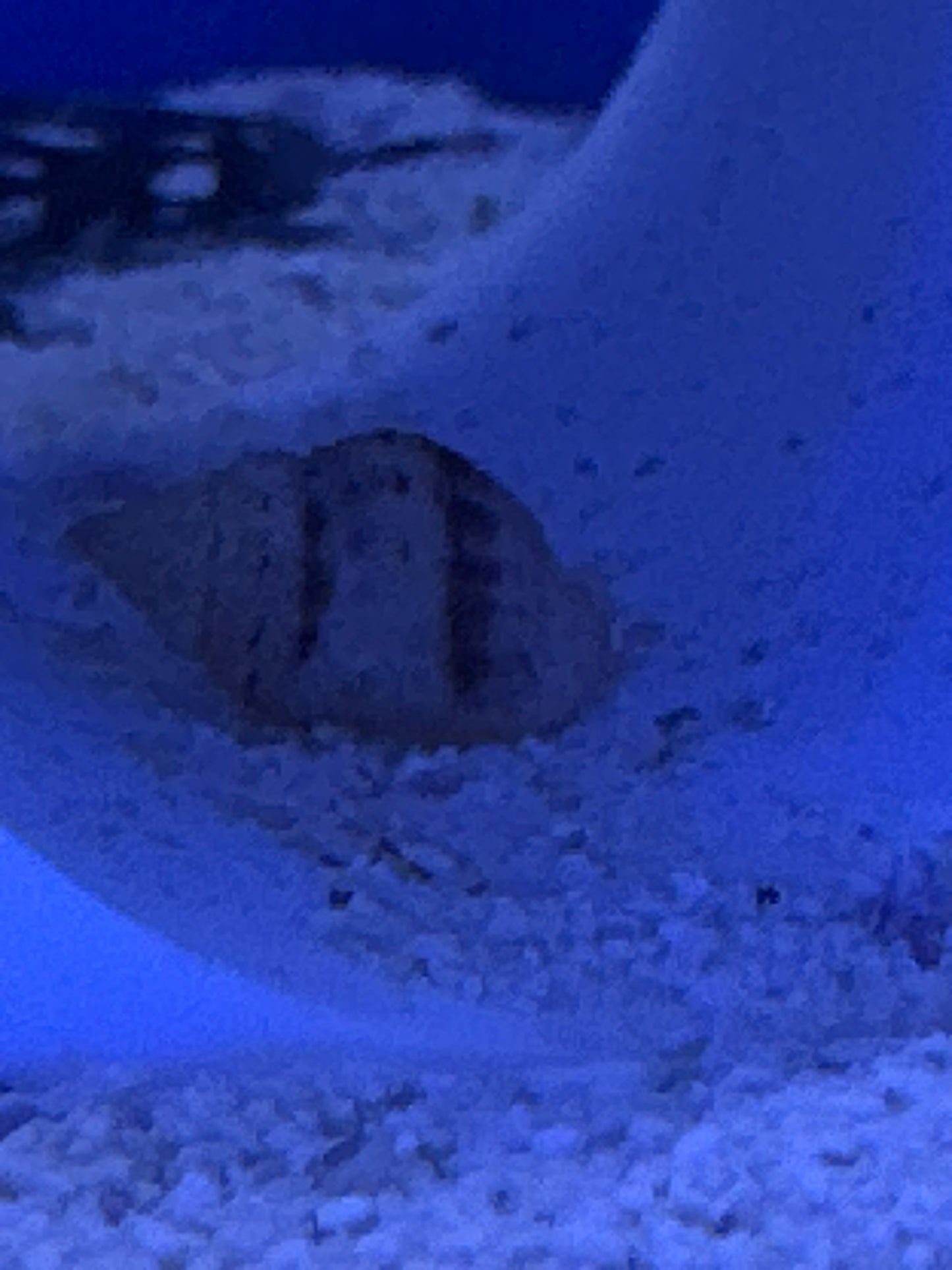 Nassarius snail small