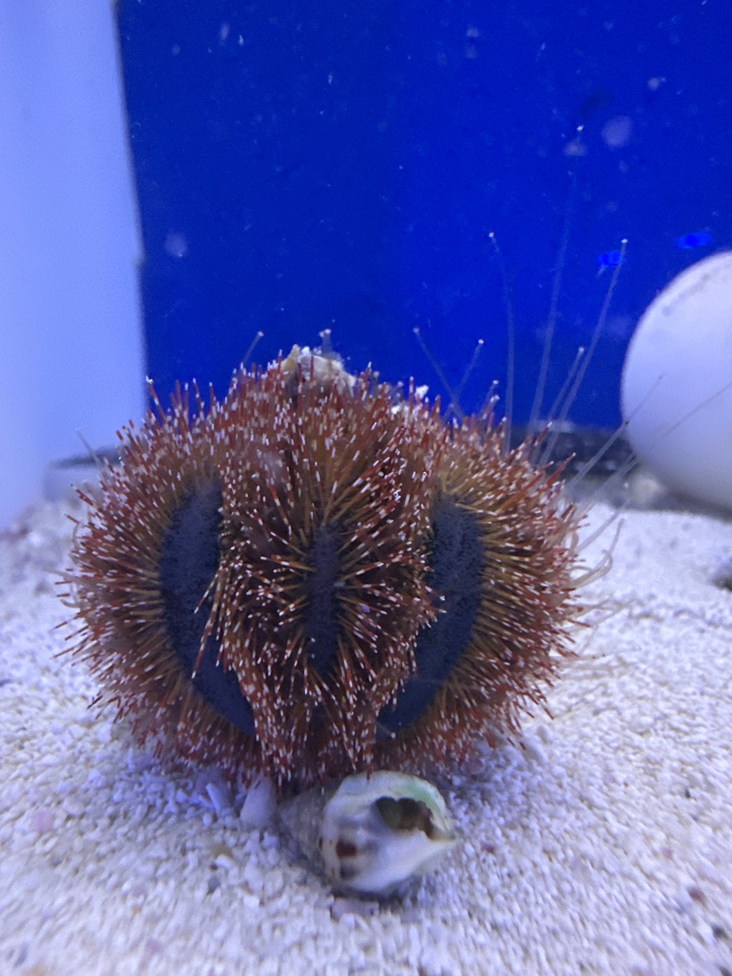 Tuxedo Urchin