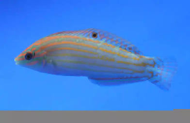 Adorned wrasse