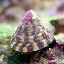 Trochus Snail