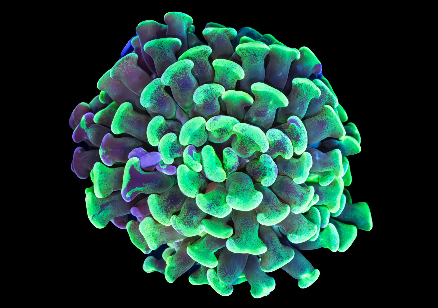 Hammer corals