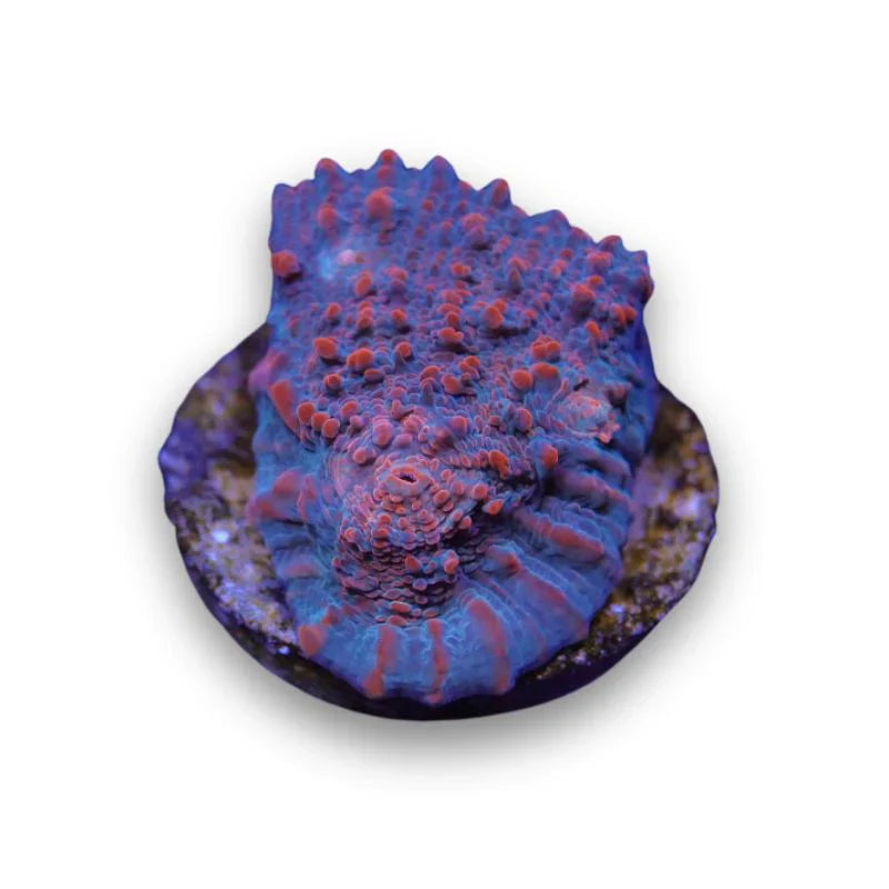 Lps Corals