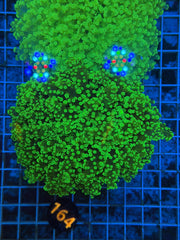 Green Frogspawn Colony