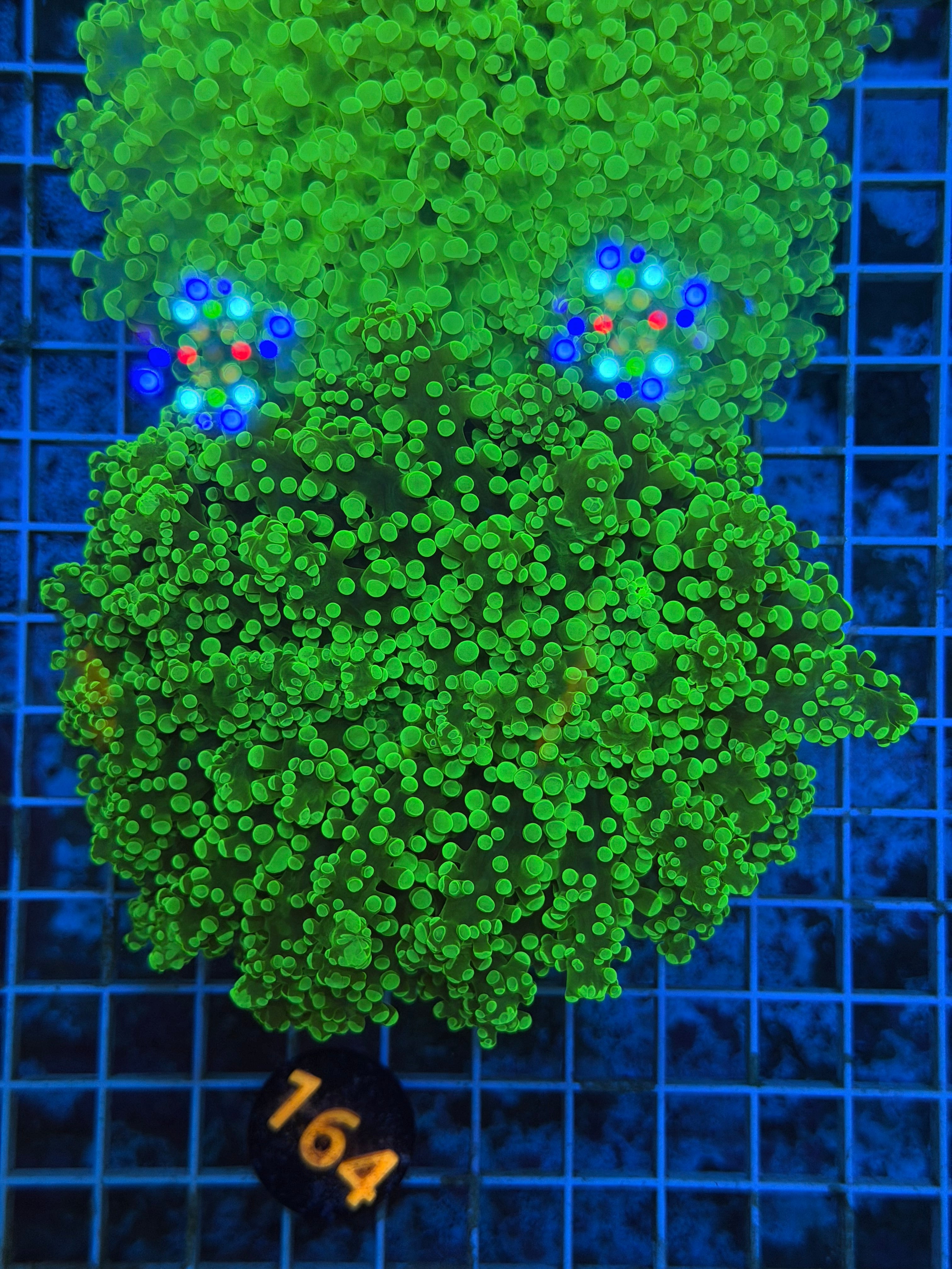 Green Frogspawn Colony