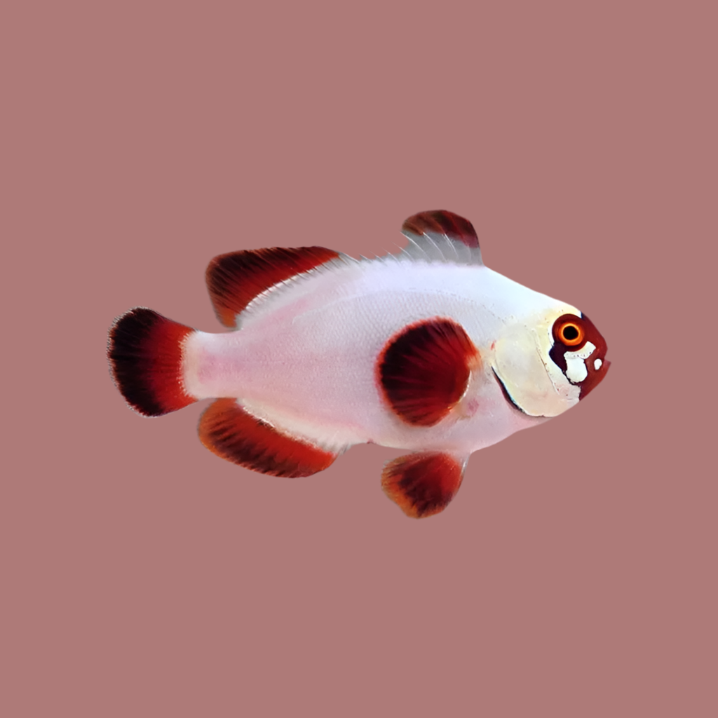 Gold Nugget Clownfish