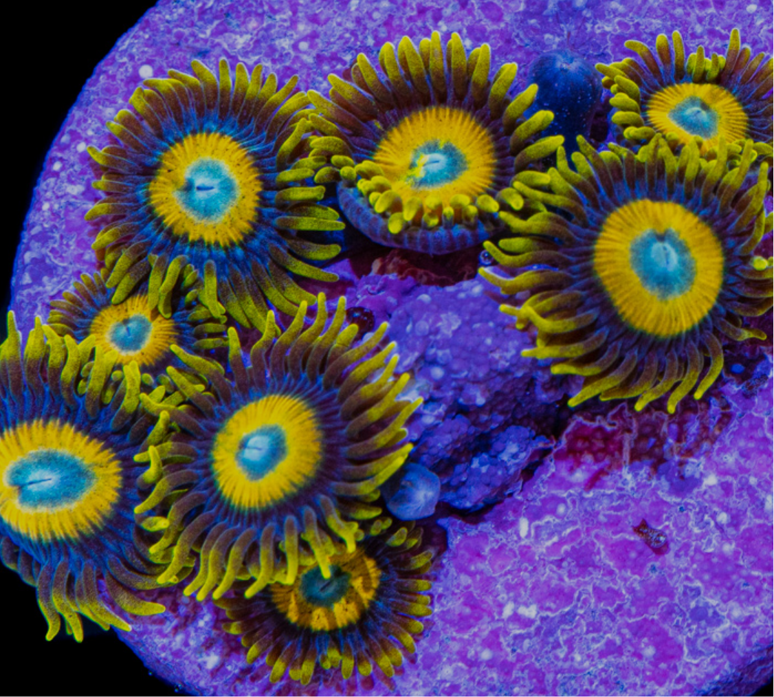 Scrambled eggs zoanthid