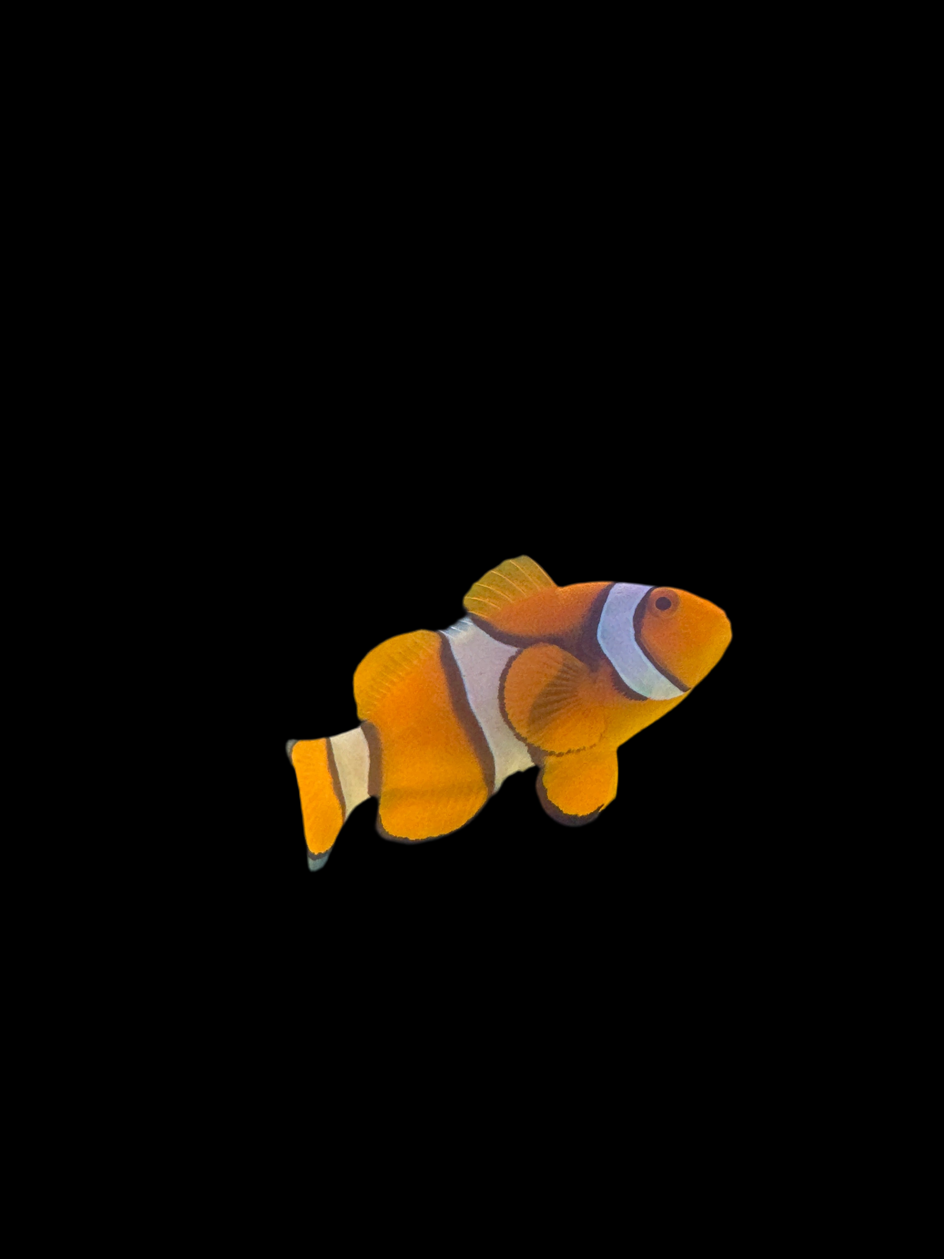 Jumbo clown