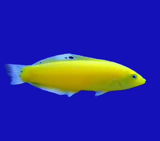 Yellow Coris wrasse