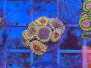 Solar Circus Zoanthids