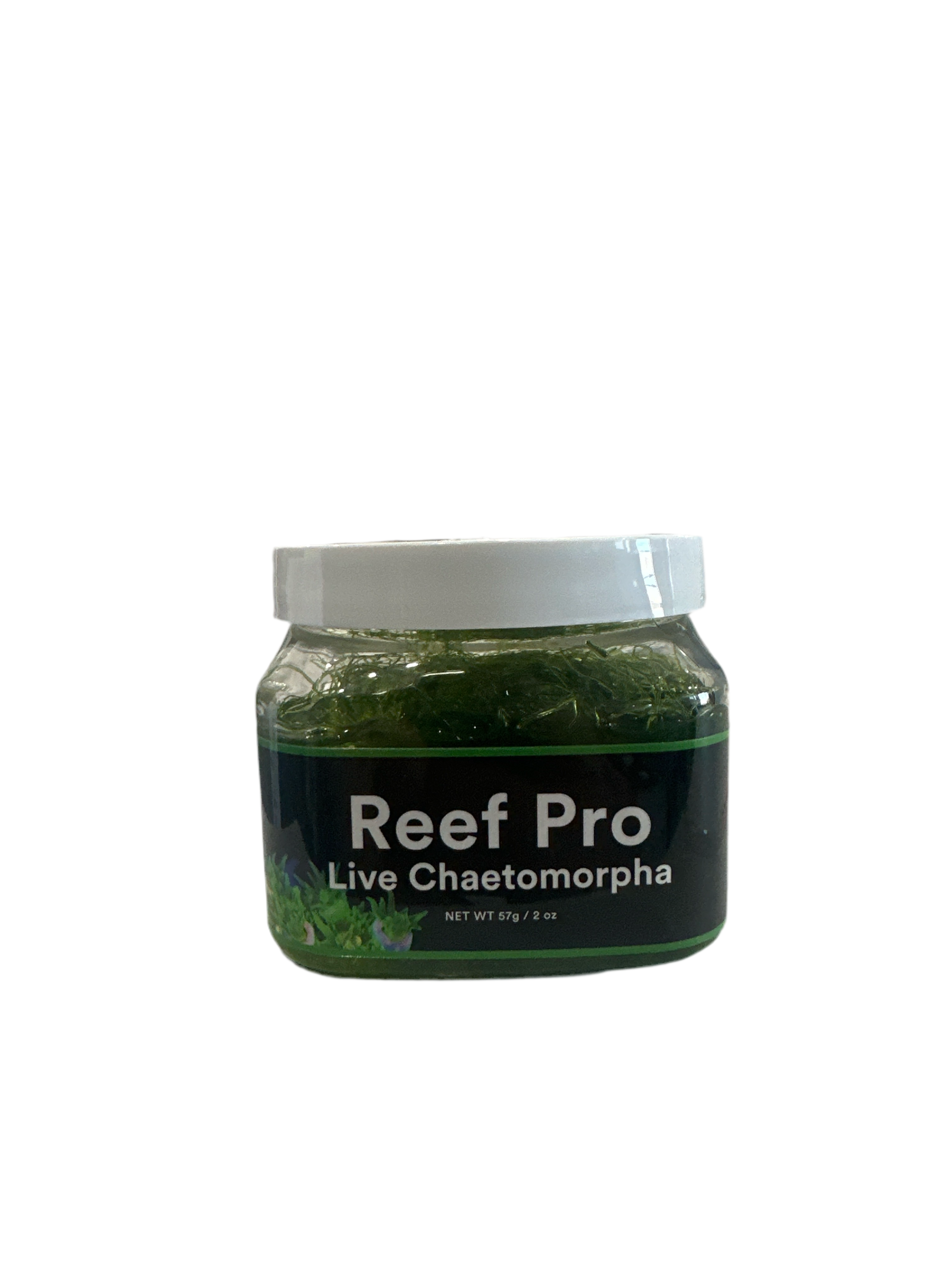 Reef pro chaetomorpha