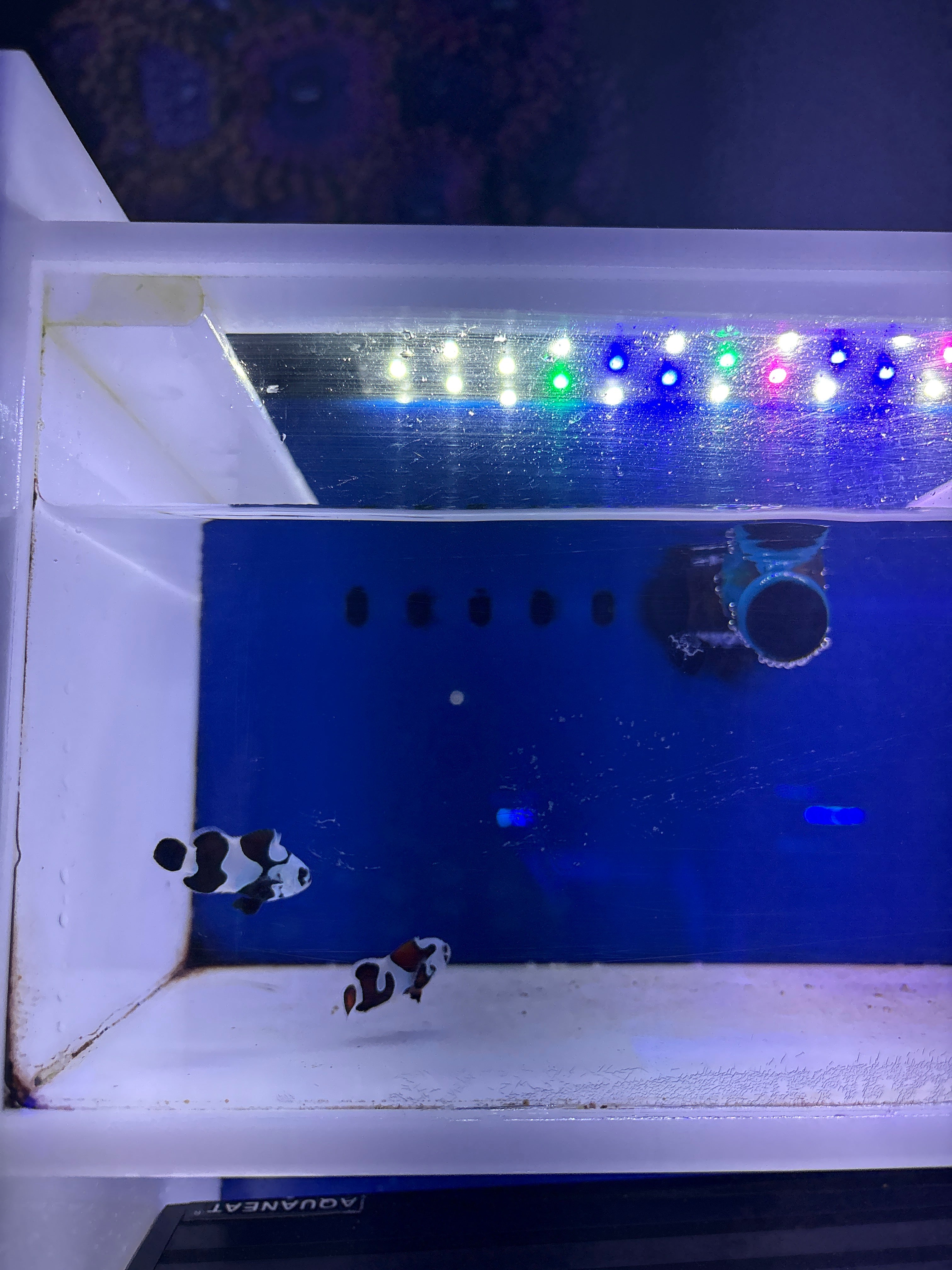 Black Storm Clownfish Pair