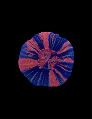Warpaint scoly