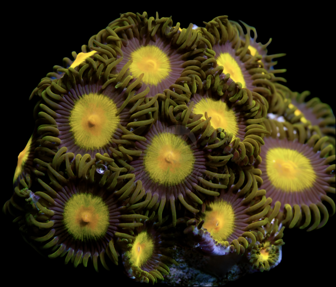 King Midas zoanthid