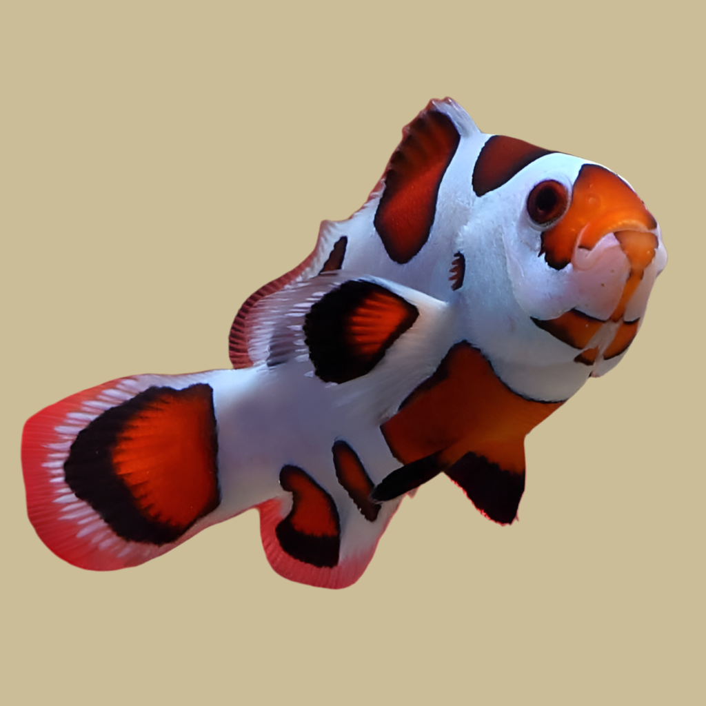 Orange Storm Clownfish