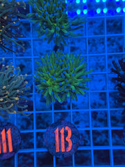 Blue Tip Torch