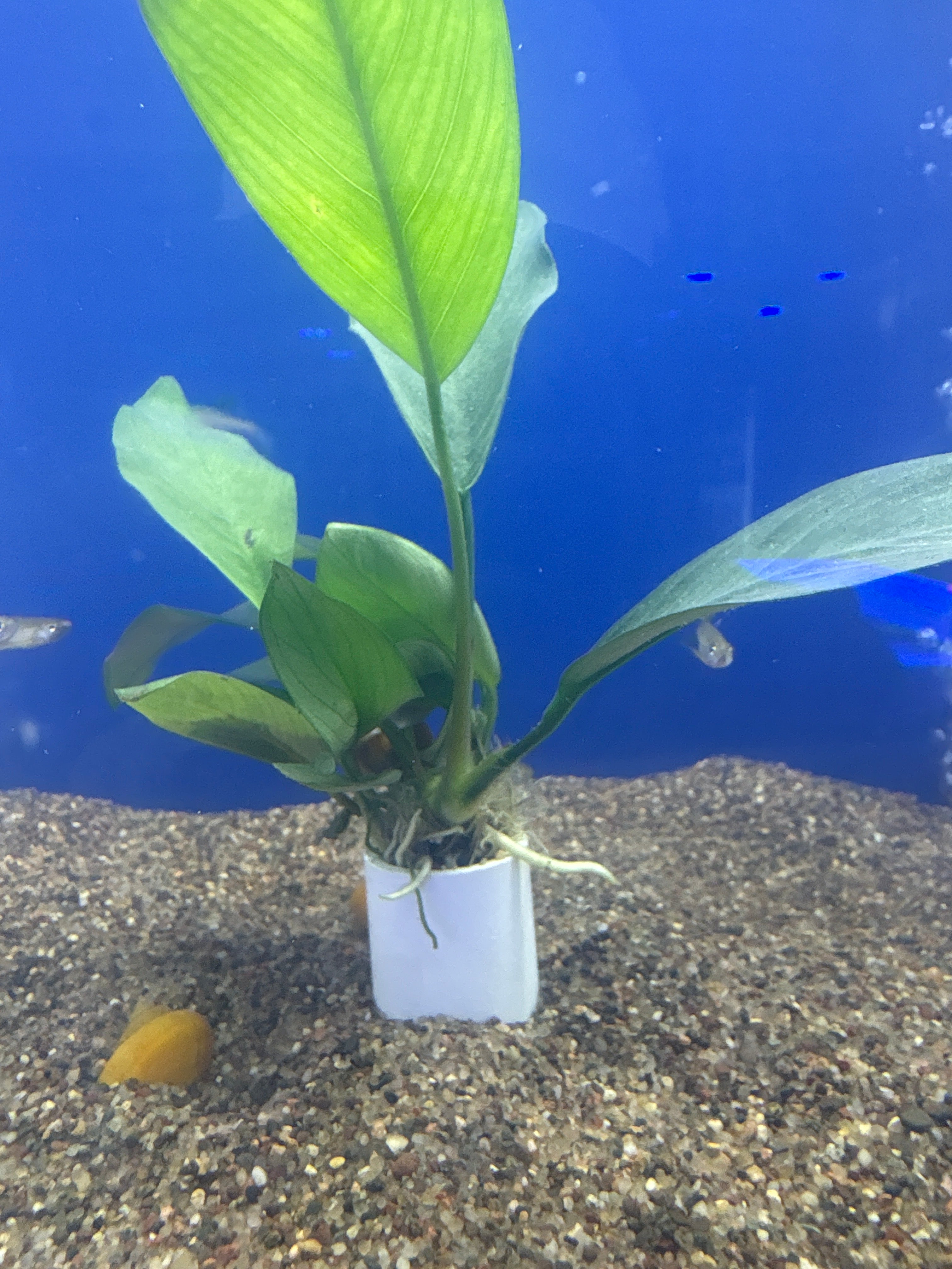 Anubias Nancon