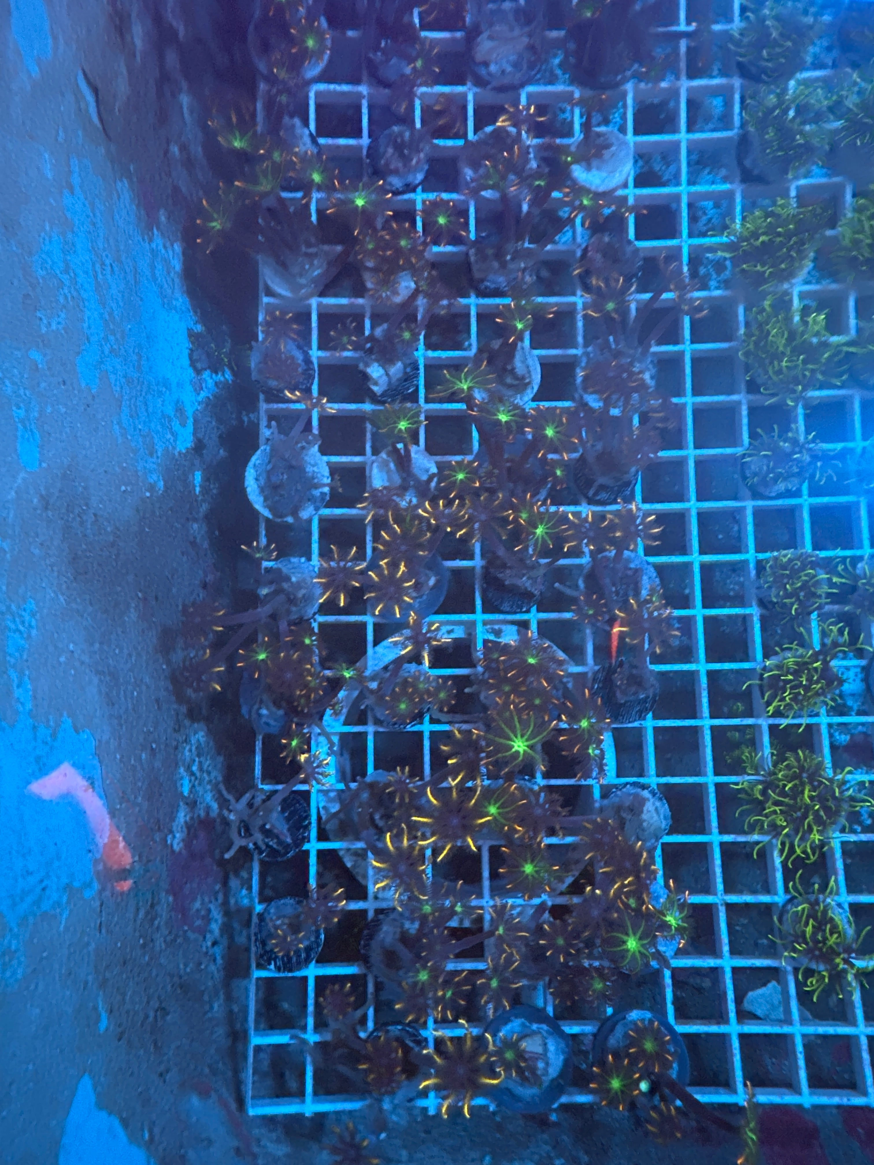 1 Small Clove polyps
