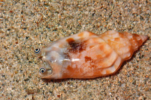 Toothed Conch