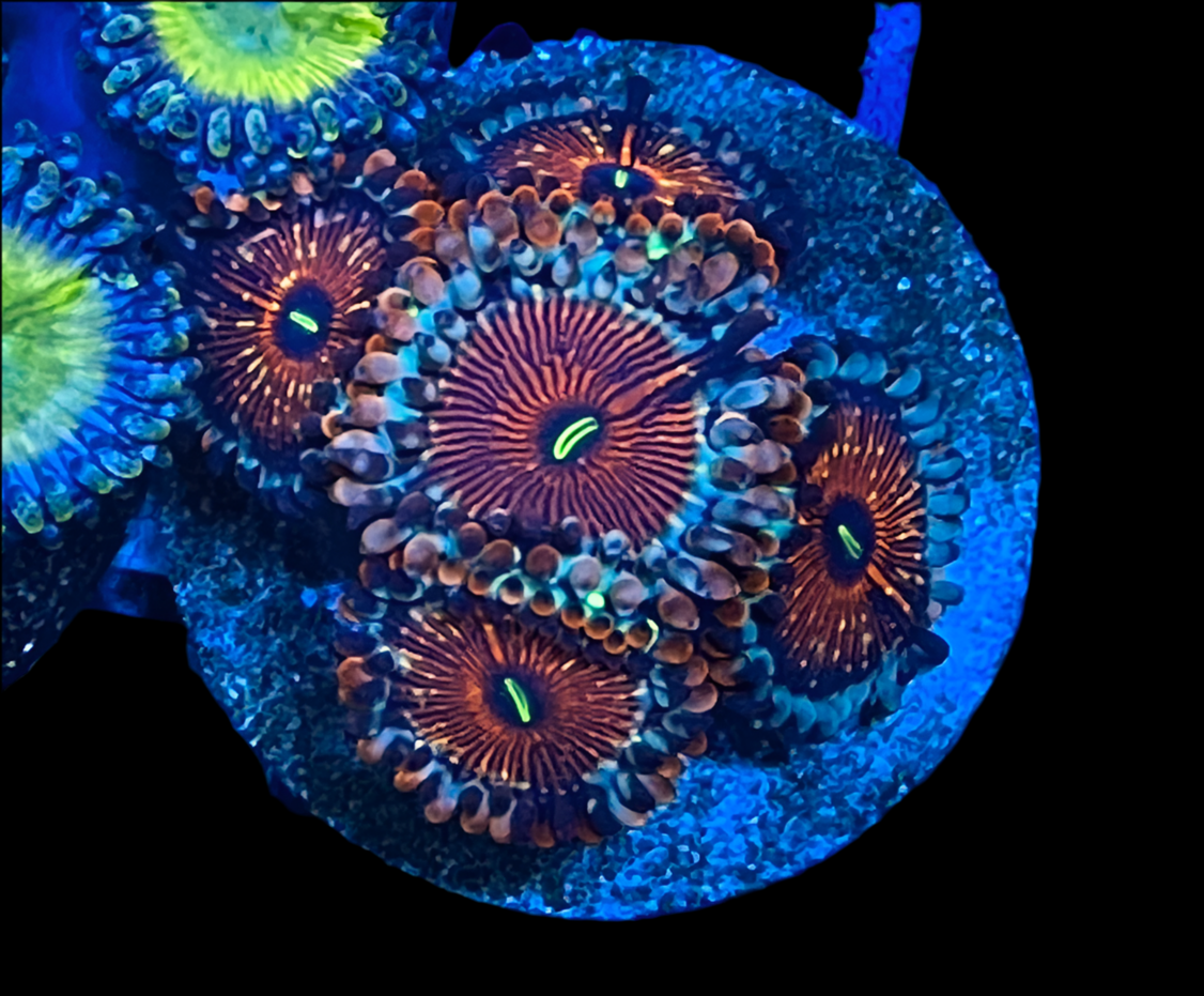 White zombie Zoanthid