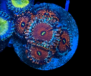 White zombie Zoanthid
