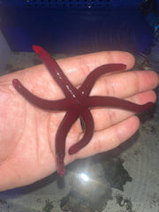 Purple starfish