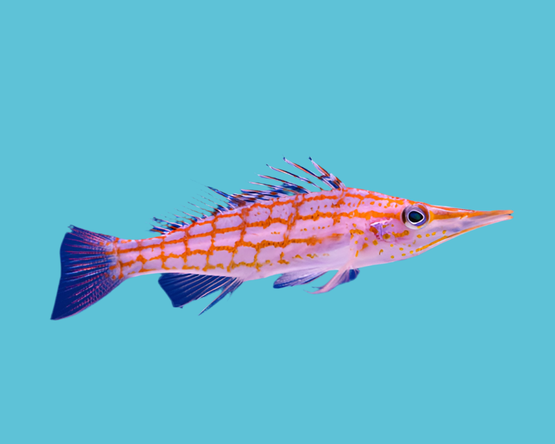 Long nose hawkfish