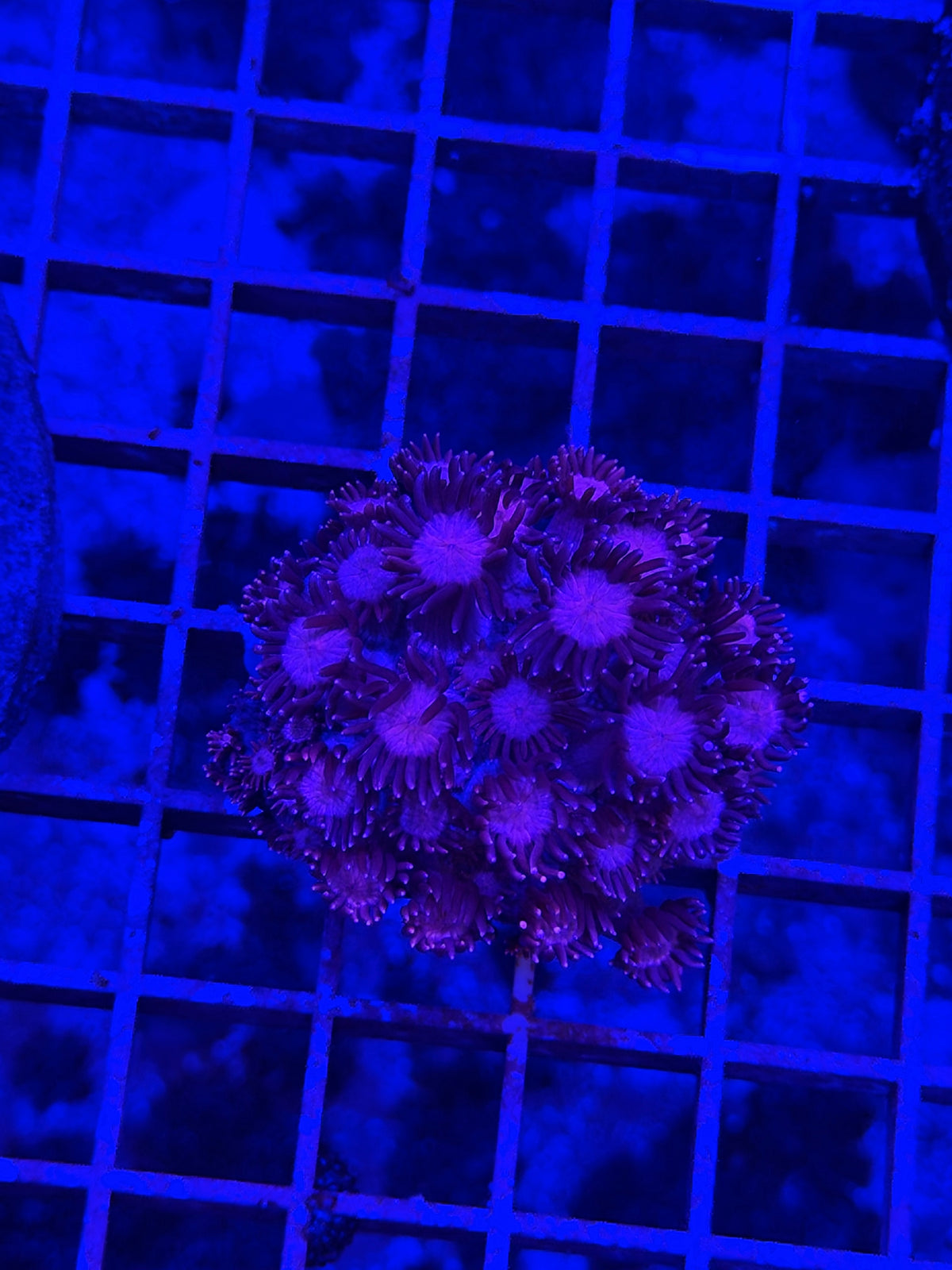 Pink Supernova Goni