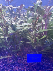 Telanthera
