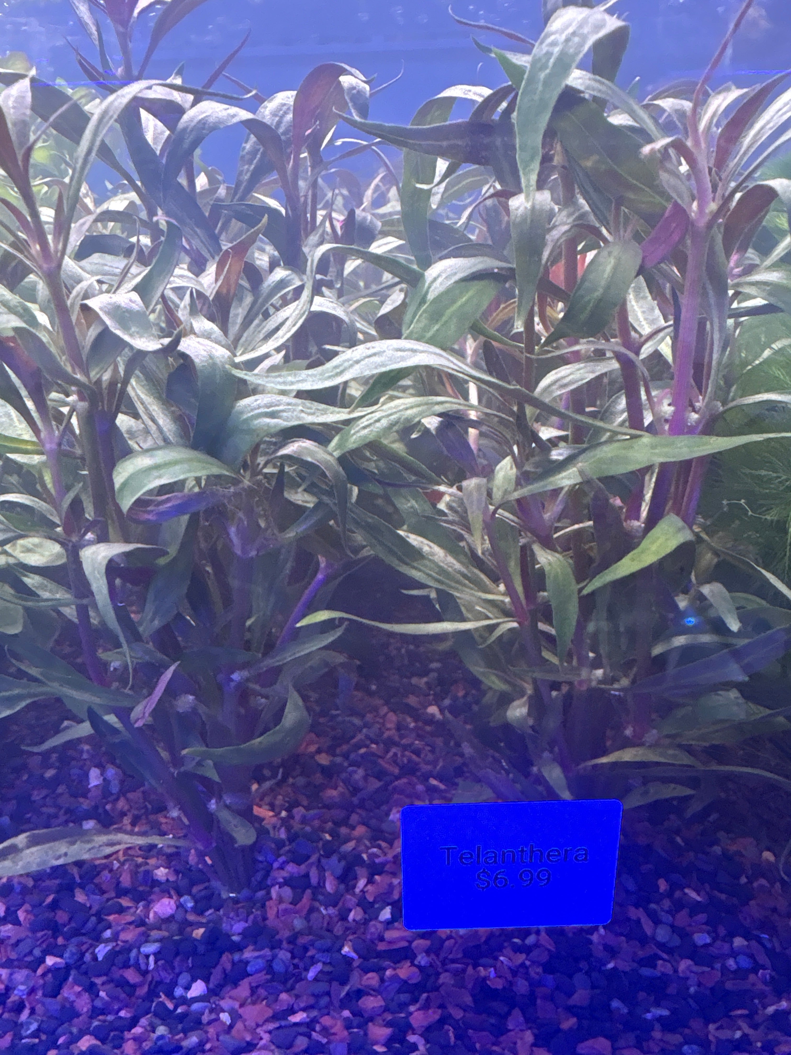 Telanthera