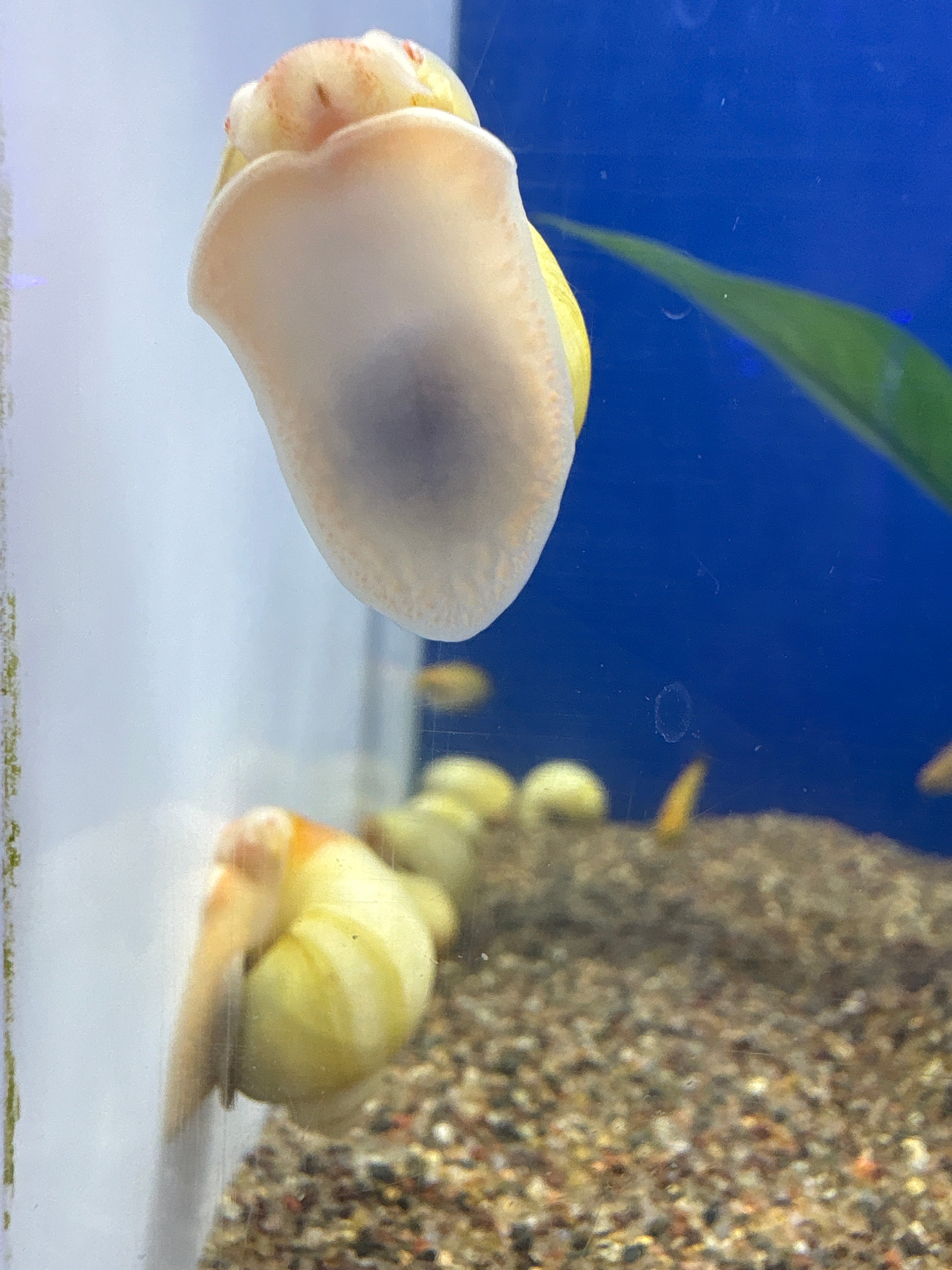 Mystery Snails
