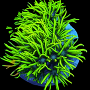 Green Star Polyp