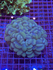Bubble Coral