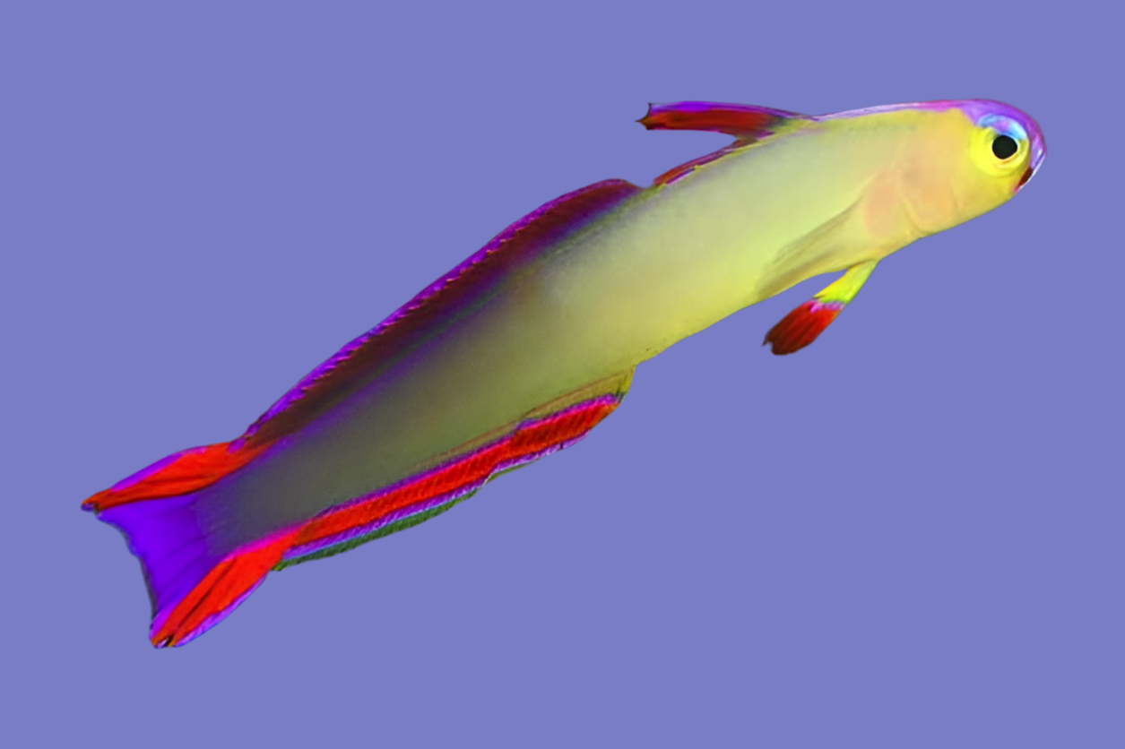 Purple fire fish