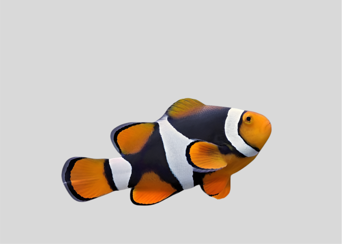Semi Onyx Clownfish