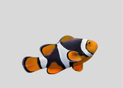 Semi Onyx Clownfish