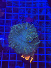 Green Camo Bounce Mushroom