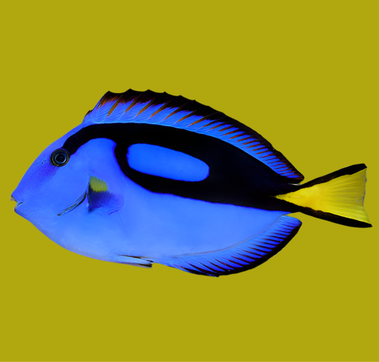 Blue Tang