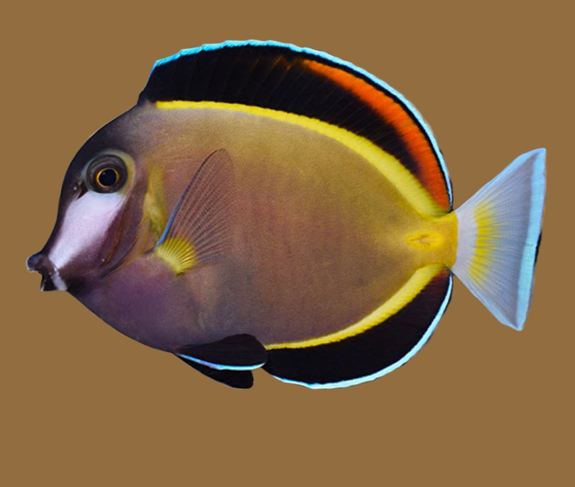 Powder Brown Tang