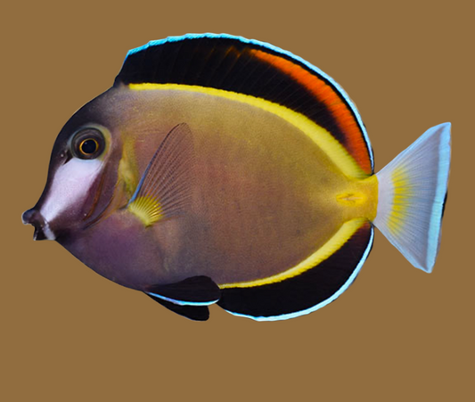 Powder brown tang