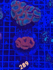Ultra Blasto Colony