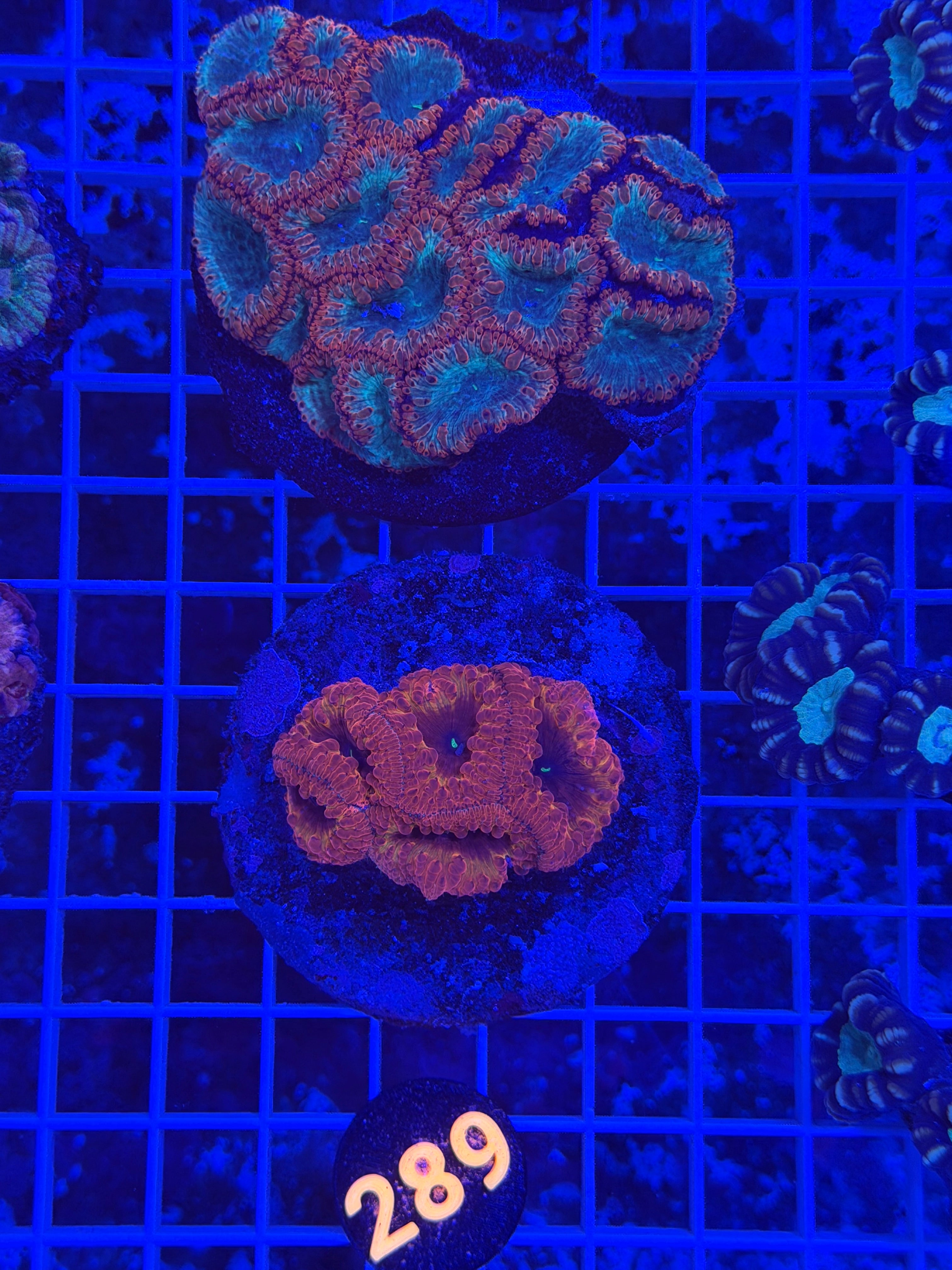 Ultra Blasto Colony