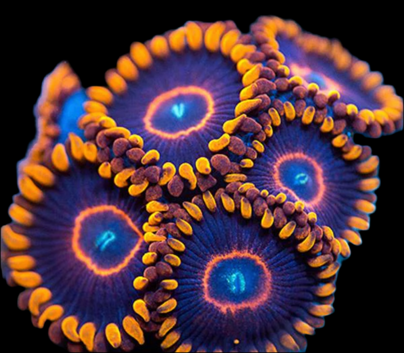 Red hornet 30 per frag