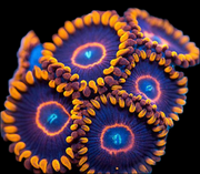Red hornet 30 per frag