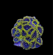 Mr. Meeseek zoanthid