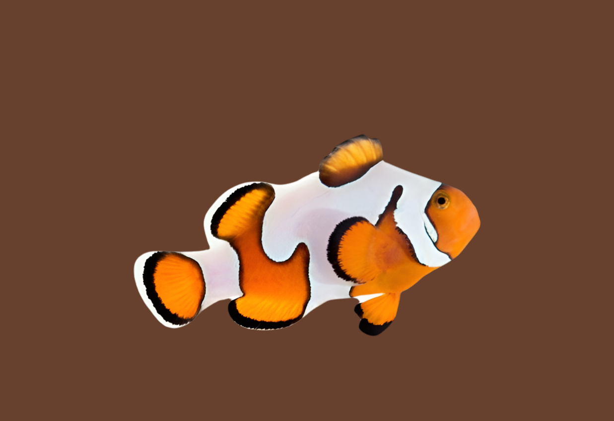 Davinchi Gladiator Clownfish
