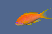 Female Squampini Anthias