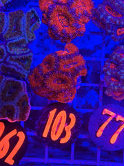 Hydros Molten Sunrise Acan