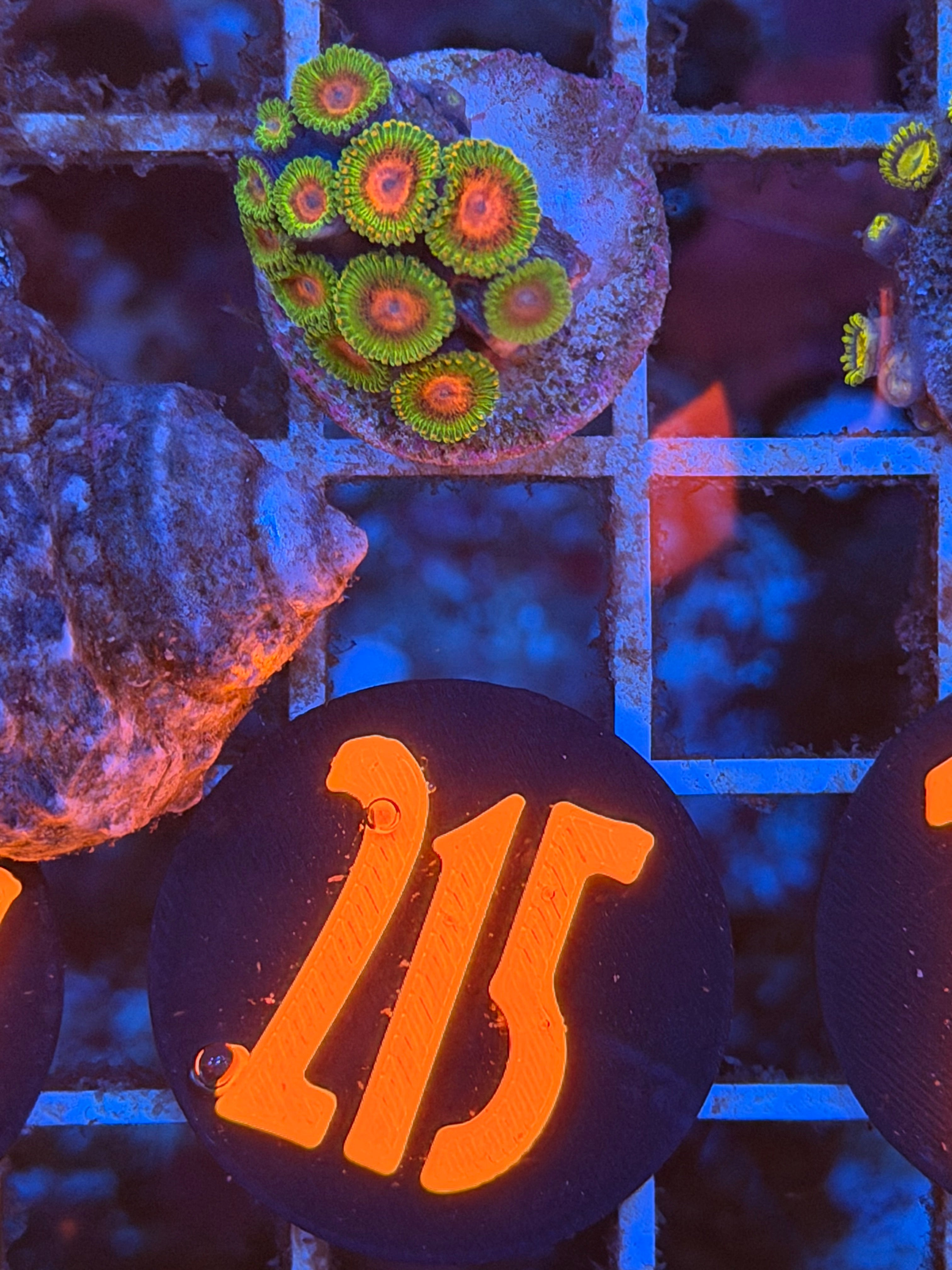 Awesome Blossom Zoanthids