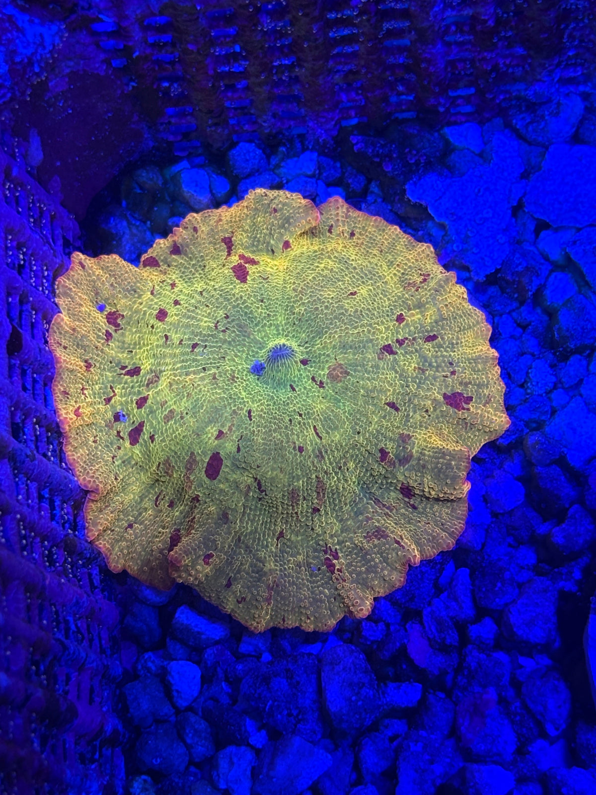 Large Jawbreaker