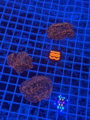 Slow Burn Montipora